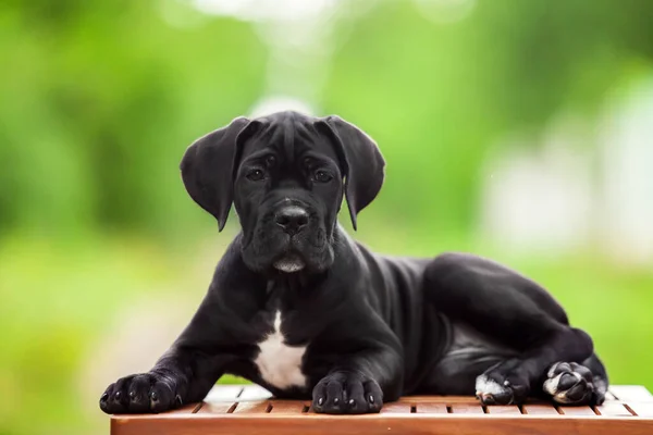 Lindo Cachorro Bastón Corso Aire Libre —  Fotos de Stock