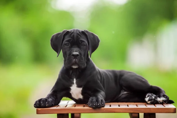 Lindo Cachorro Bastón Corso Aire Libre —  Fotos de Stock