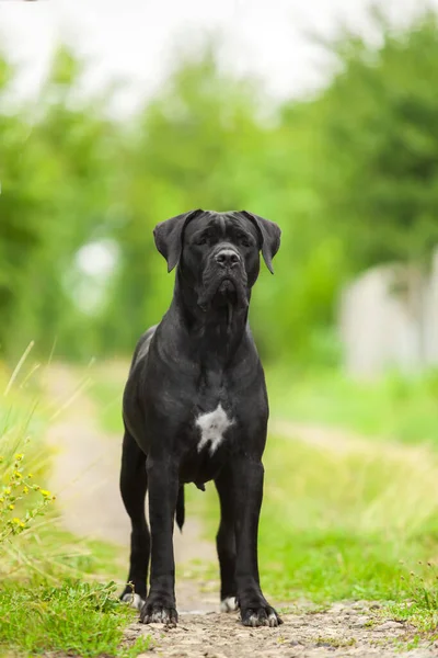 Söt Valp Cane Corso Utomhus — Stockfoto