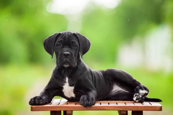 Niedliche Welpen Cane Corso Freien — Stockfoto