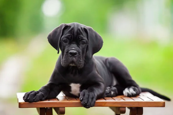 Cute Puppy Cane Corso Outdoor — Stock Photo, Image