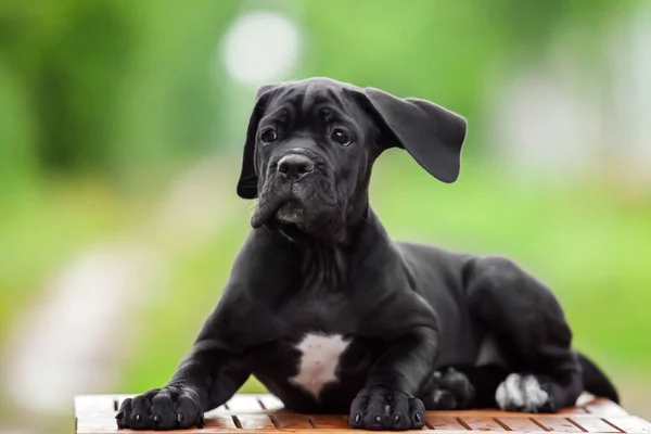 Lindo Cachorro Bastón Corso Aire Libre —  Fotos de Stock