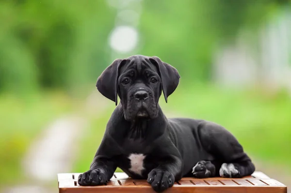 Lindo Cachorro Bastón Corso Aire Libre —  Fotos de Stock