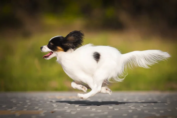 かわいいパピロン子犬屋外 — ストック写真