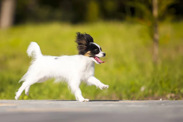 Lindo Cachorro Papillon Aire Libre —  Fotos de Stock