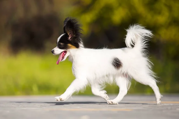 Söt Papillon Valp Utomhus — Stockfoto