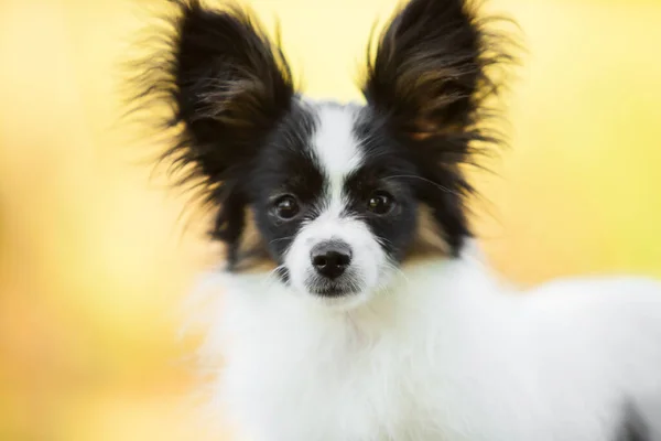 Söt Papillon Valp Utomhus — Stockfoto