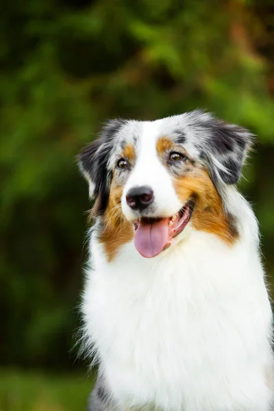 Australischer Schäferhund Freien — Stockfoto