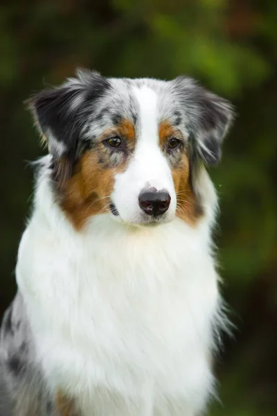 Australian Shepherd Dog Outdoor — Stock Photo, Image