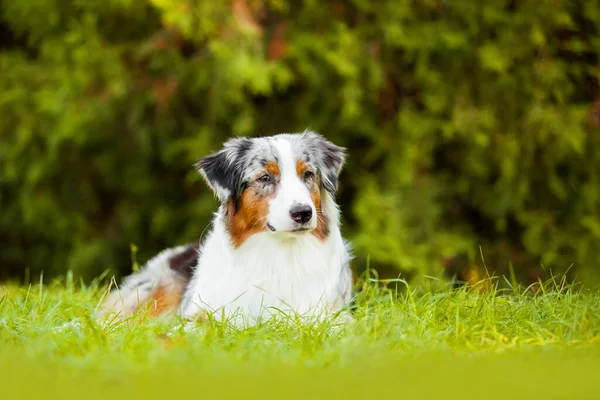 Cão Pastor Australiano Livre — Fotografia de Stock