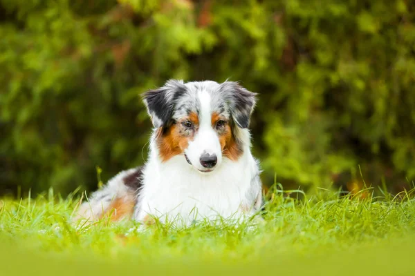 Cão Pastor Australiano Livre — Fotografia de Stock