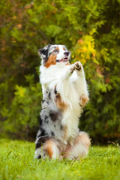 Cão Pastor Australiano Livre — Fotografia de Stock