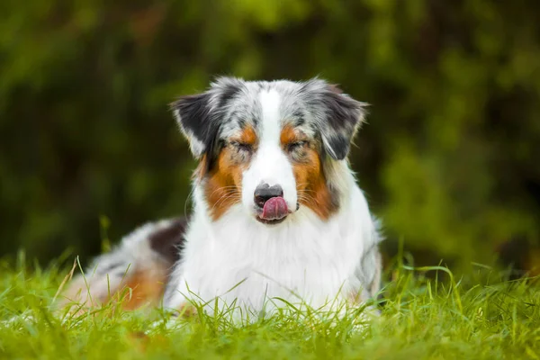 Australian Shepherd Dog Outdoor — Stock Photo, Image