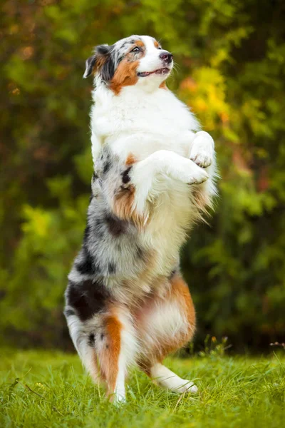 Австралійський Собака Вулиці — стокове фото