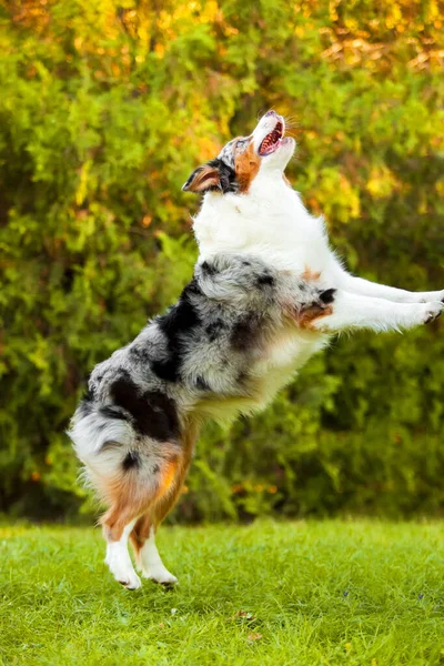 Australischer Schäferhund Freien — Stockfoto