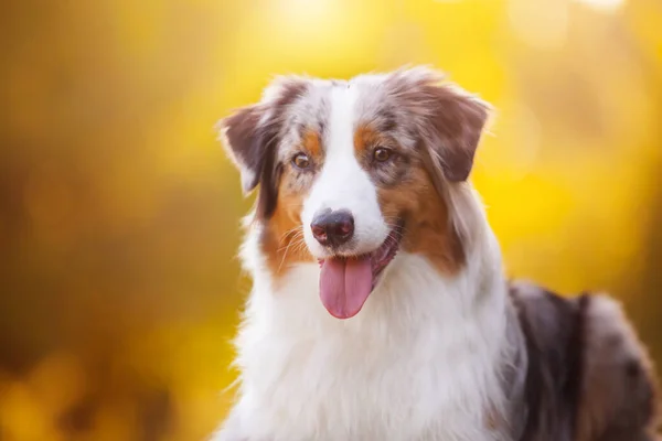 Cão Pastor Australiano Livre — Fotografia de Stock