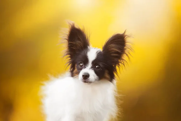 Cute Papillon Puppy Outdoors — Stock Photo, Image