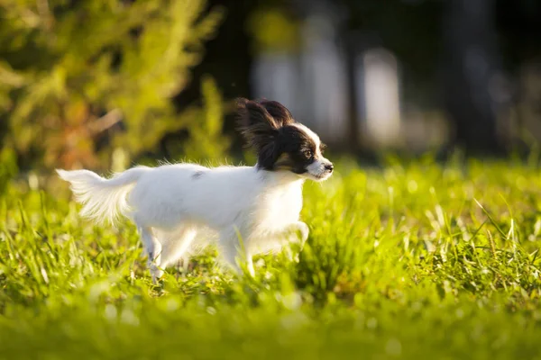 Niedliche Papillon Welpen Freien — Stockfoto