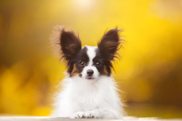 Cão Papillon Bonito Livre — Fotografia de Stock