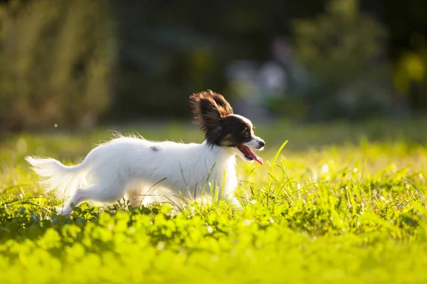 Carino Papillon Cucciolo All Aperto — Foto Stock