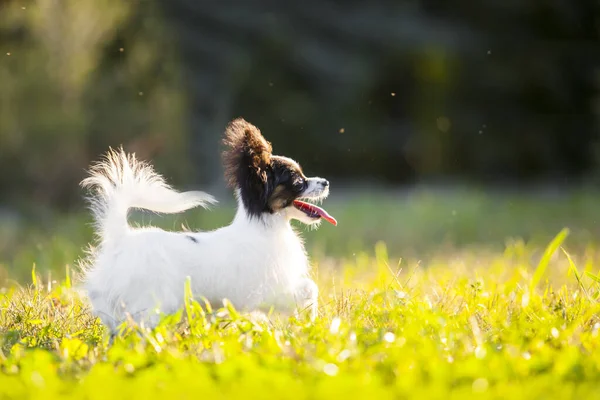 Cute Papillon Puppy Outdoors — Stock Photo, Image