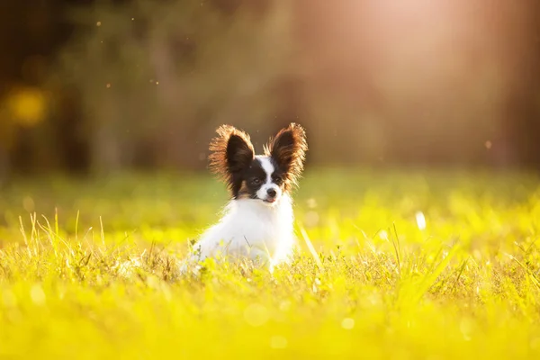 Cão Papillon Bonito Livre — Fotografia de Stock