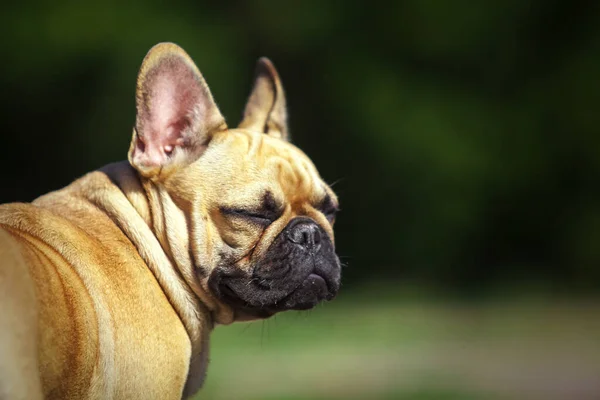 Cute Francuski Bulldog Zewnątrz — Zdjęcie stockowe