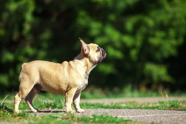 Niedliche Französische Bulldogge Freien — Stockfoto