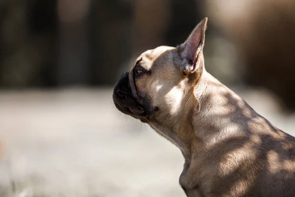 Cute French Bulldog Outdoors — Stock Photo, Image