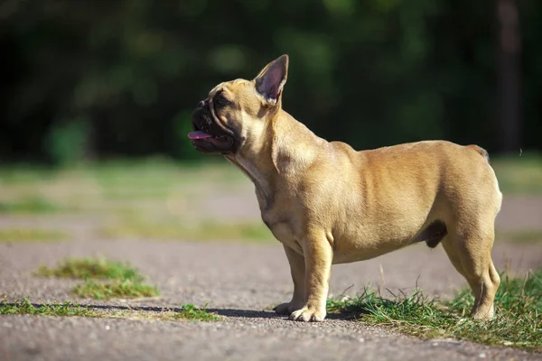 可爱的法国斗牛犬户外 — 图库照片