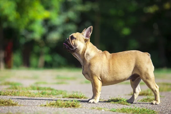 Niedliche Französische Bulldogge Freien — Stockfoto