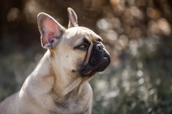 Lindo Bulldog Francés Aire Libre —  Fotos de Stock