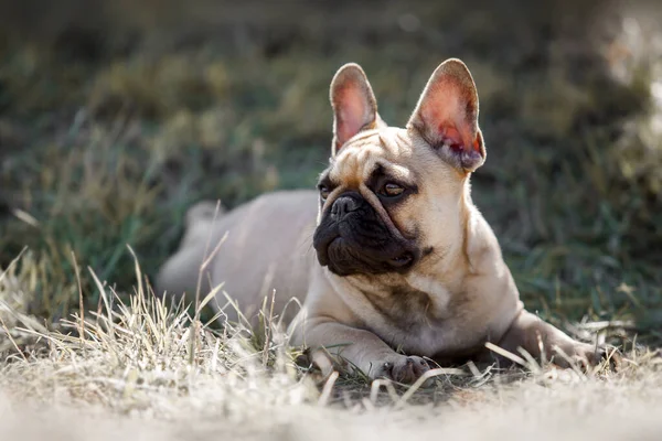 Niedliche Französische Bulldogge Freien — Stockfoto