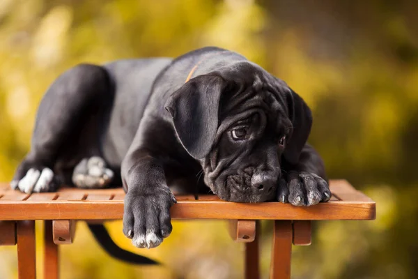 Cute Puppy Cane Corso Outdoor — Stock Photo, Image