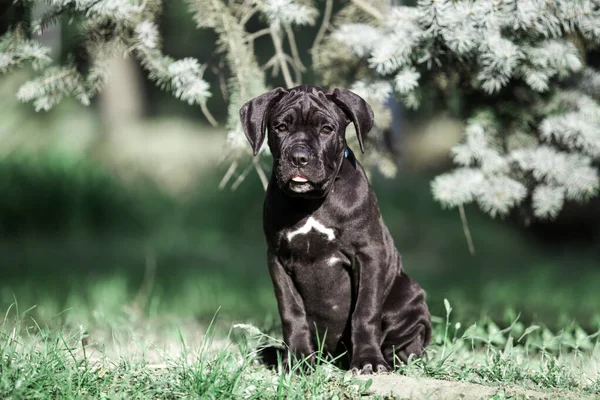 Lindo Cachorro Bastón Corso Aire Libre —  Fotos de Stock