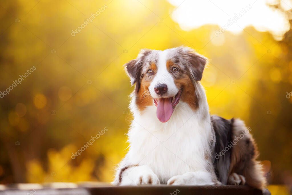 Australian shepherd dog outdoor