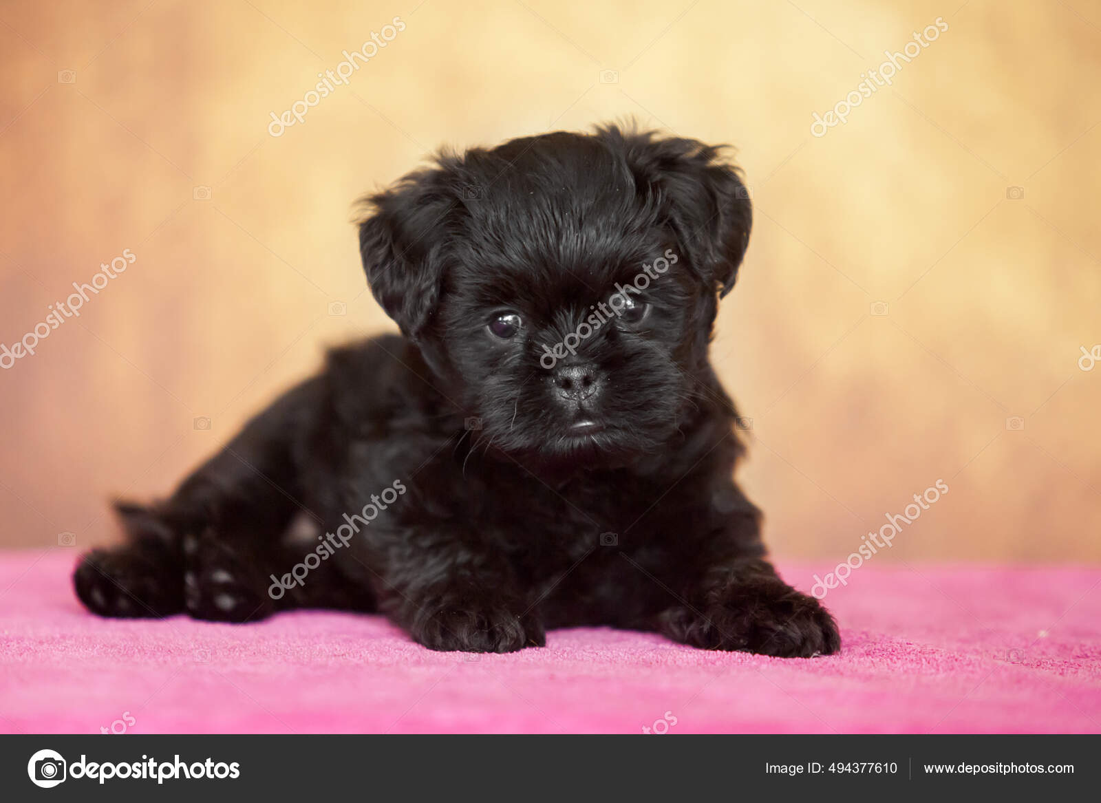 Affenpinscher Dog Affenpinscher Near Me Kennel Club Monkey