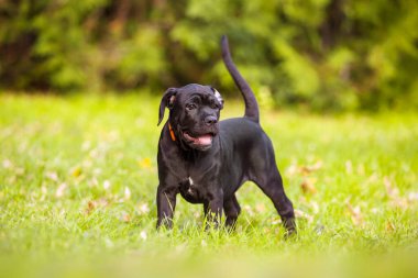 İtalyan Cane Corso köpeği açık havada