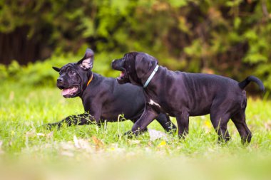 Baston Corso köpekleri sahada eğleniyor.