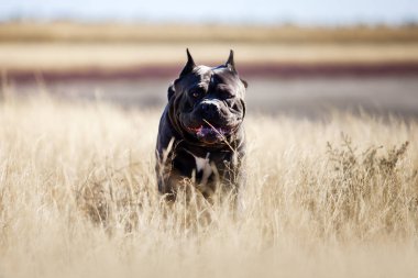 İtalyan Cane Corso köpeği açık havada