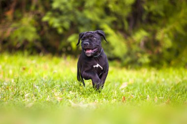 İtalyan Cane Corso köpeği açık havada