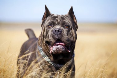 İtalyan Cane Corso köpeği açık havada