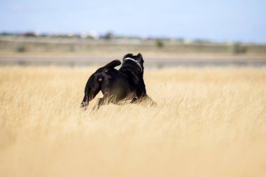 İtalyan Cane Corso köpeği açık havada
