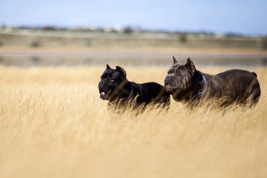 Baston Corso köpekleri sahada eğleniyor.
