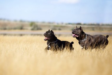 Baston Corso köpekleri sahada eğleniyor.