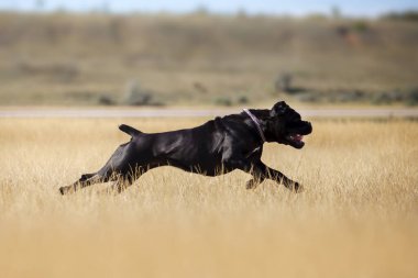 İtalyan Cane Corso köpeği açık havada