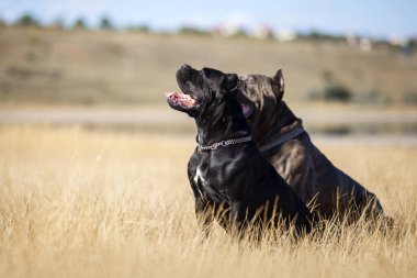 Baston Corso köpekleri sahada eğleniyor.