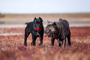 Baston Corso köpekleri sahada eğleniyor.
