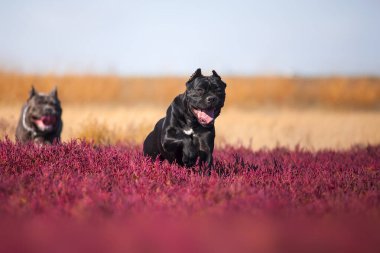 İtalyan Cane Corso köpeği açık havada
