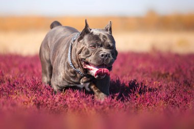 İtalyan Cane Corso köpeği açık havada